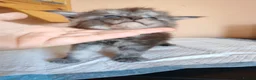 Maine Coon cats for sale: Pure Maine coons kittens ❤️❤️  - Advert 25
