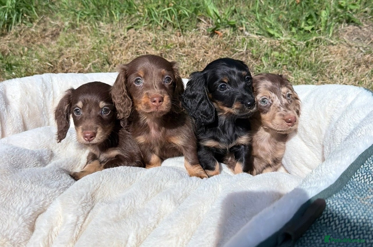 Miniature Dachshund dogs KC miniature long haired dachshund puppies  - Advert 5
