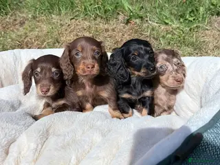 Miniature Dachshund dogs KC miniature long haired dachshund puppies - Advert 5