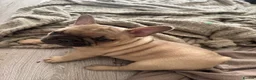French Bulldog dogs for sale: Stunning KC reg standard litter available now in Sittingbourne - Advert 4