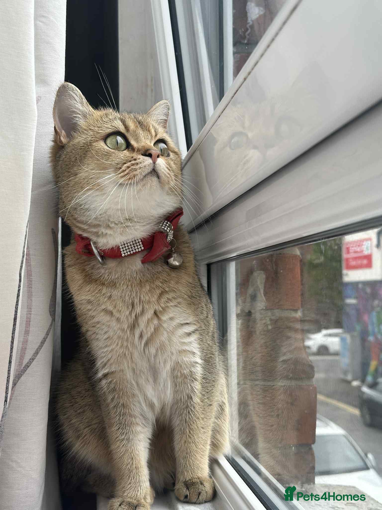 British Shorthair cats British shorthair kitten ready for loving home - Advert 2