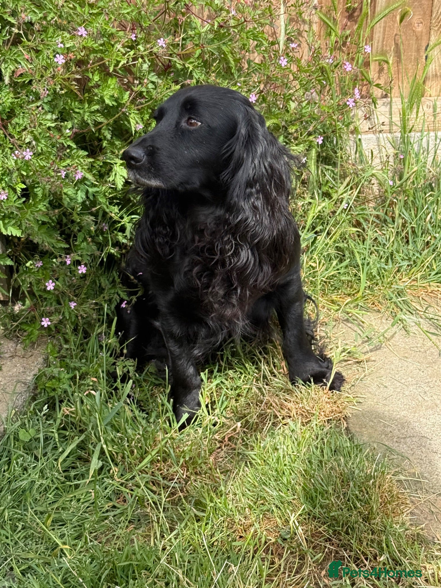 Cocker Spaniel dogs 6 well bred Cocker Spaniel puppies  - Advert 2