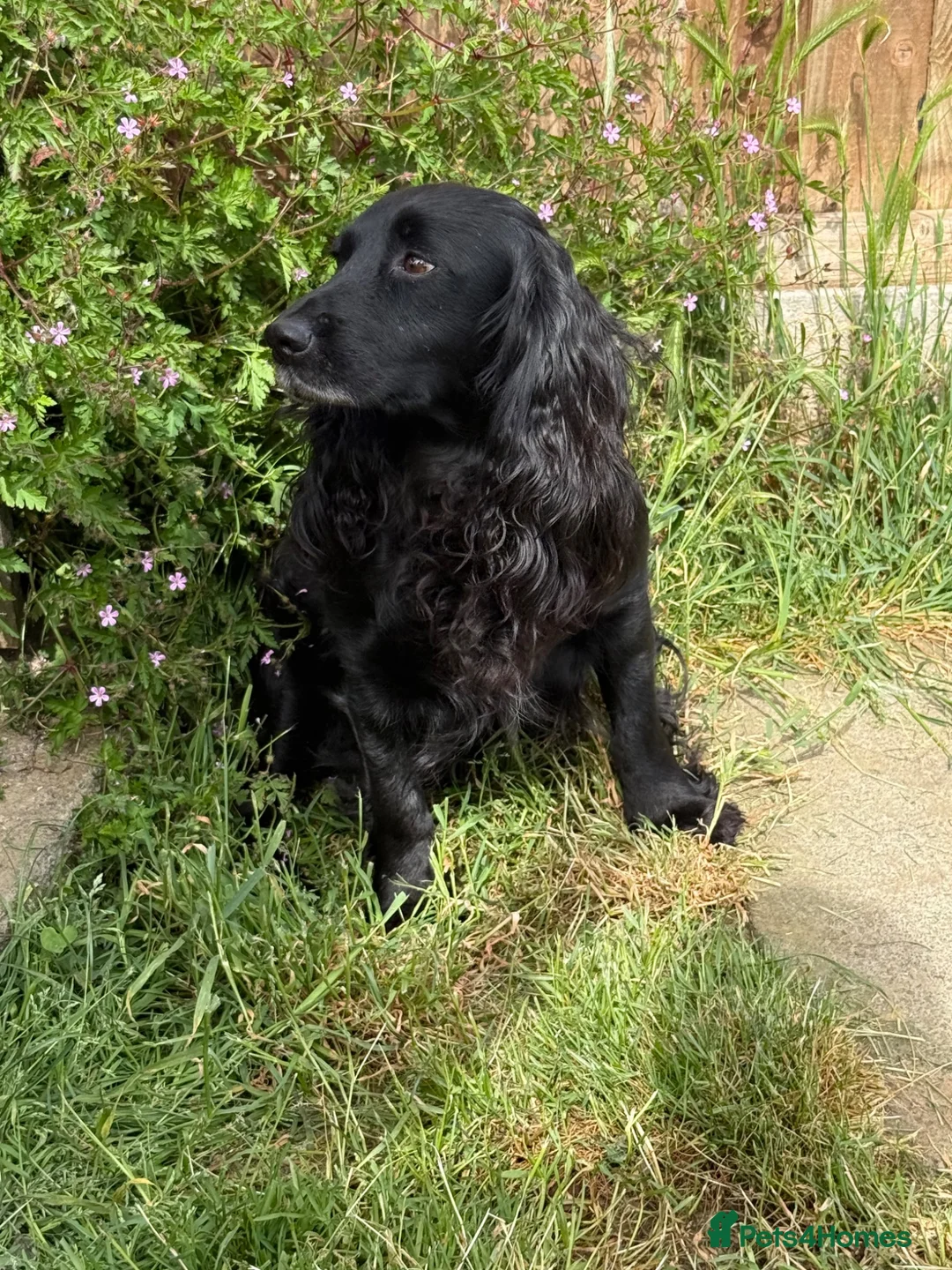 Cocker Spaniel dogs for sale: 6 well bred Cocker Spaniel puppies  - Advert 2