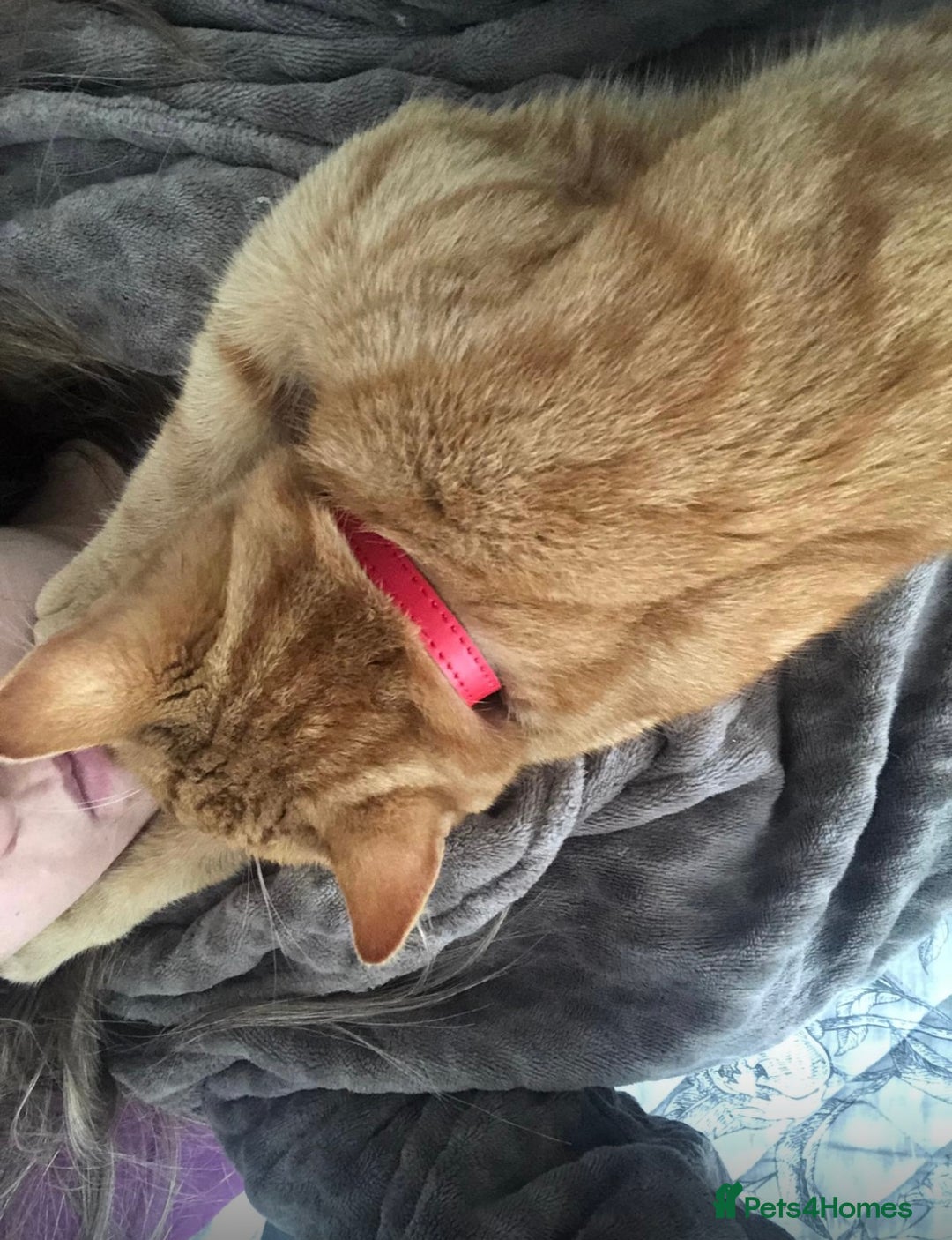 Mixed Breed cats for sale: Ginger Tom  - Advert 7