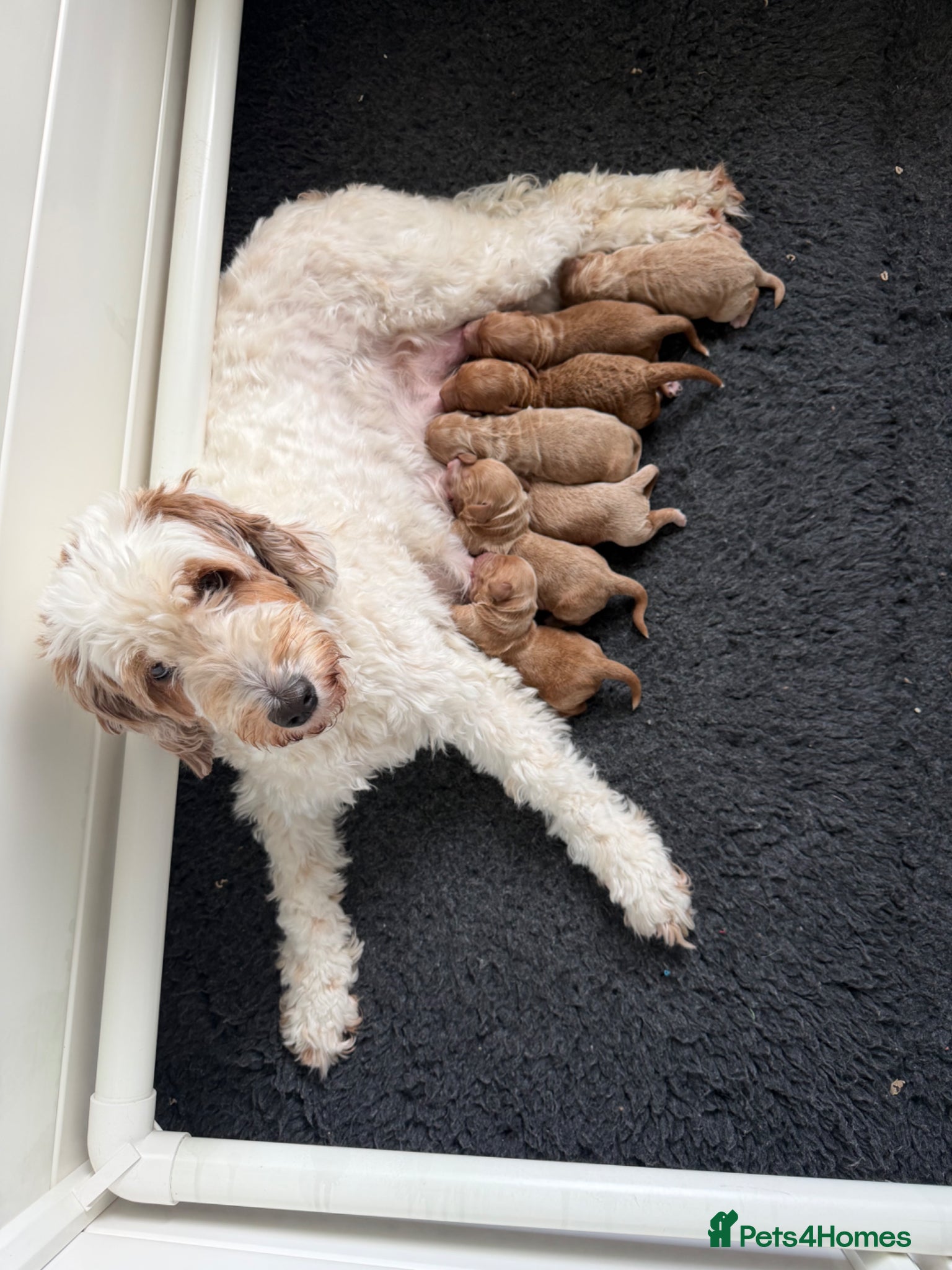 Australian Labradoodle dogs 100% Pure bred Australian Labradoodle  - Advert 1