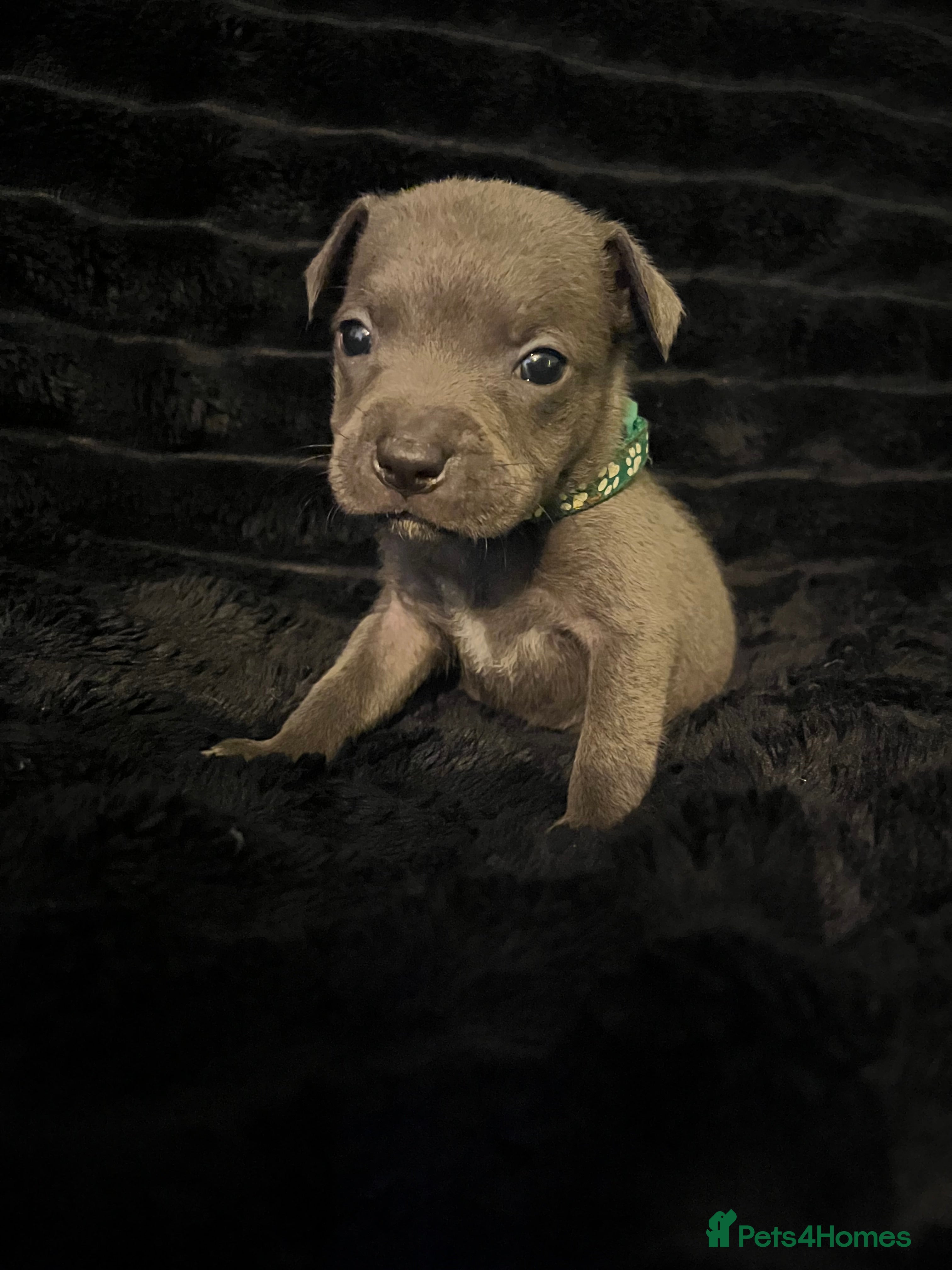 Staffordshire Bull Terrier dogs Blue Staffordshire Bull Terrier Puppies  - Advert 2