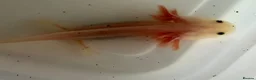Axolotl reptiles for sale: Axolotl - Advert 12