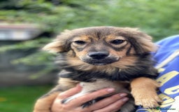Mixed Breed dogs for adoption: 💖🐶 LESYA 🐶💖 - Image 8