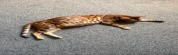 Bengal cats for sale: 2 stunning tica active male kittens. Ready to go - Advert 6
