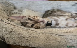 Bengal cats for sale: Beautiful Bengal Kittens Ready for Forever Homes - Image 18