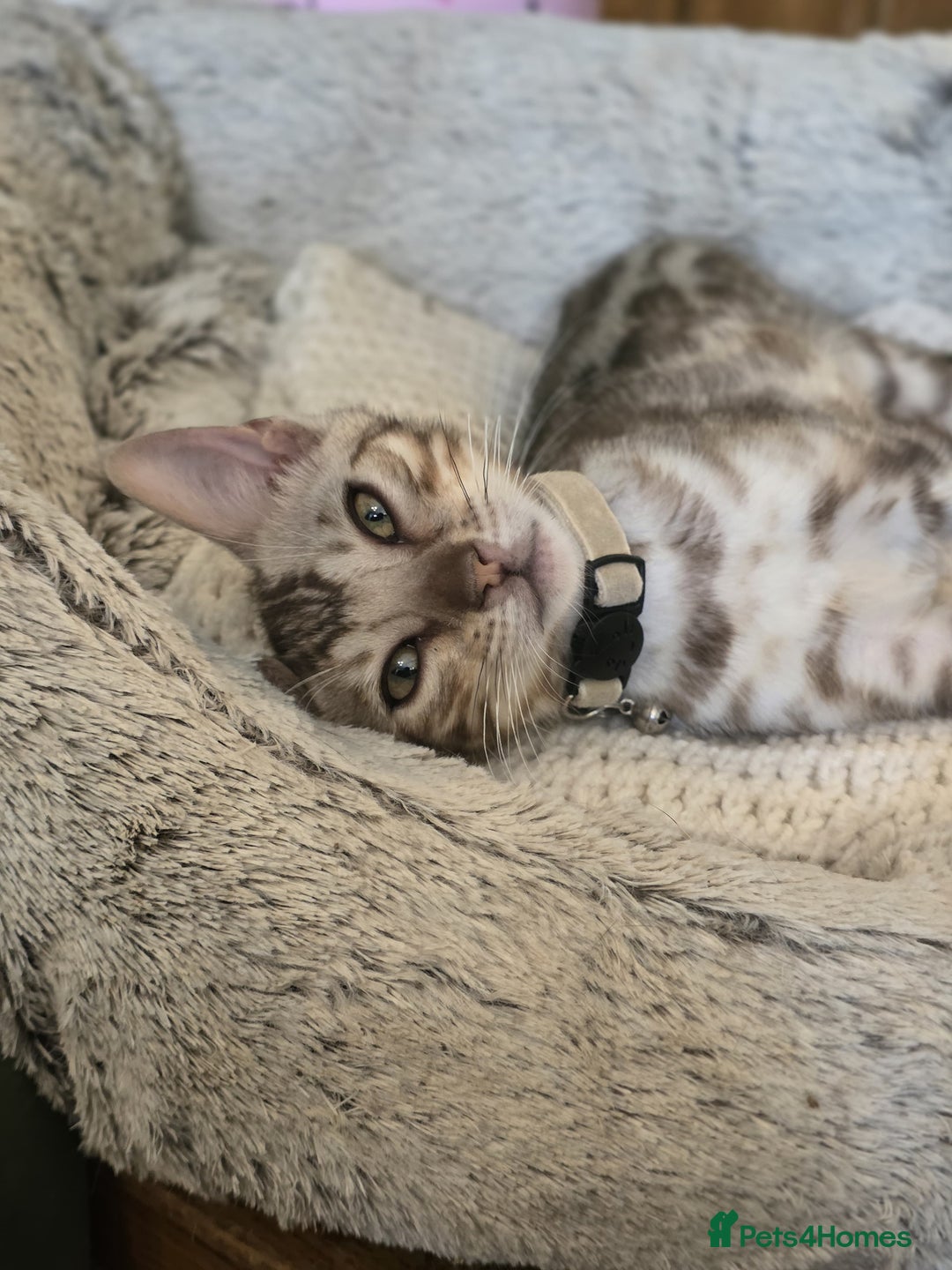 Bengal cats for sale: Beautiful Bengal Kittens Ready for Forever Homes - Image 18