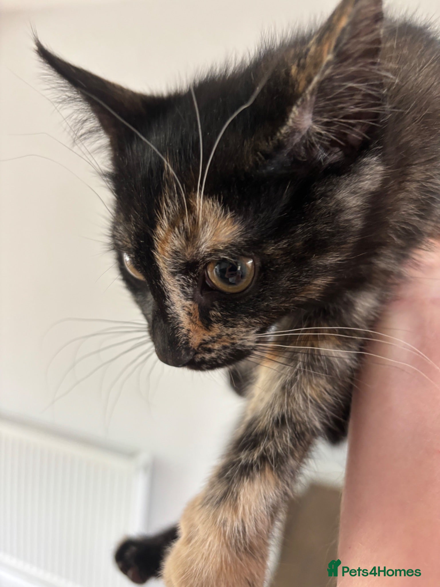 Mixed Breed cats Beautiful kittens ready now - Advert 3