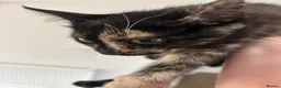Mixed Breed cats for sale: Beautiful kittens ready now - Advert 1