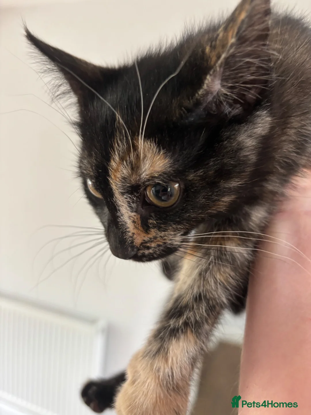 Mixed Breed cats for sale: Beautiful kittens ready now - Advert 1