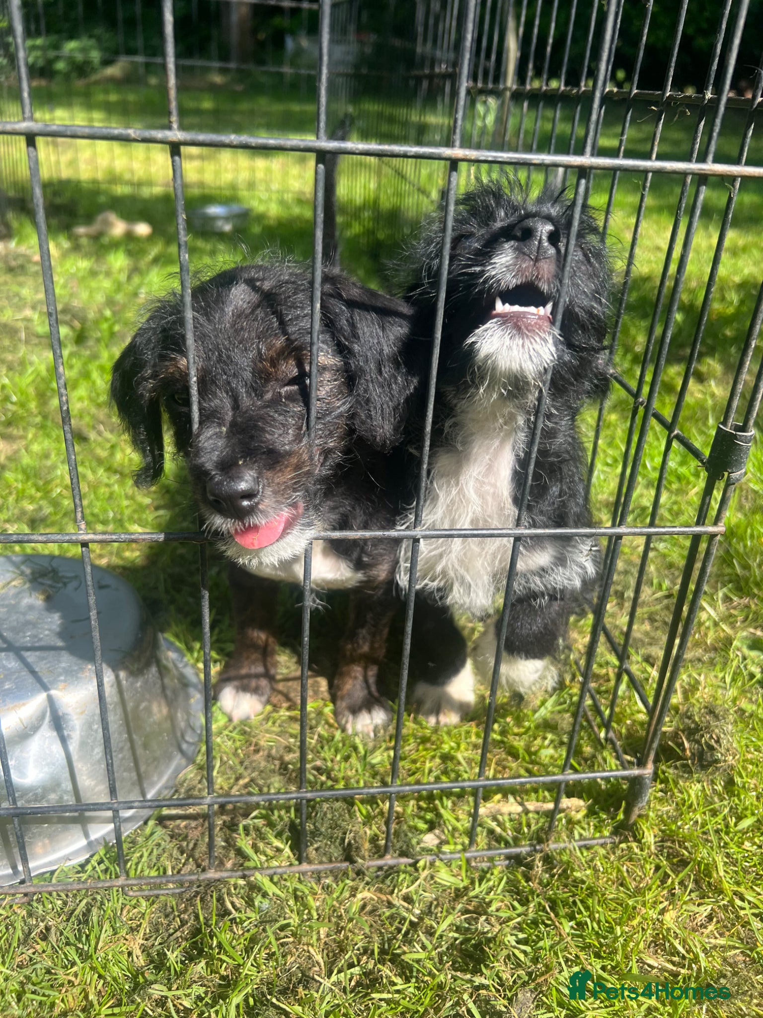 Jackapoo dogs 🏆Beautiful Jackapoo puppies🏆 1 BOY AND GIRL LEFT - Advert 11