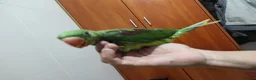 Parrots birds for sale: Alexandrine parrots hand reared babies super tamed - Advert 7