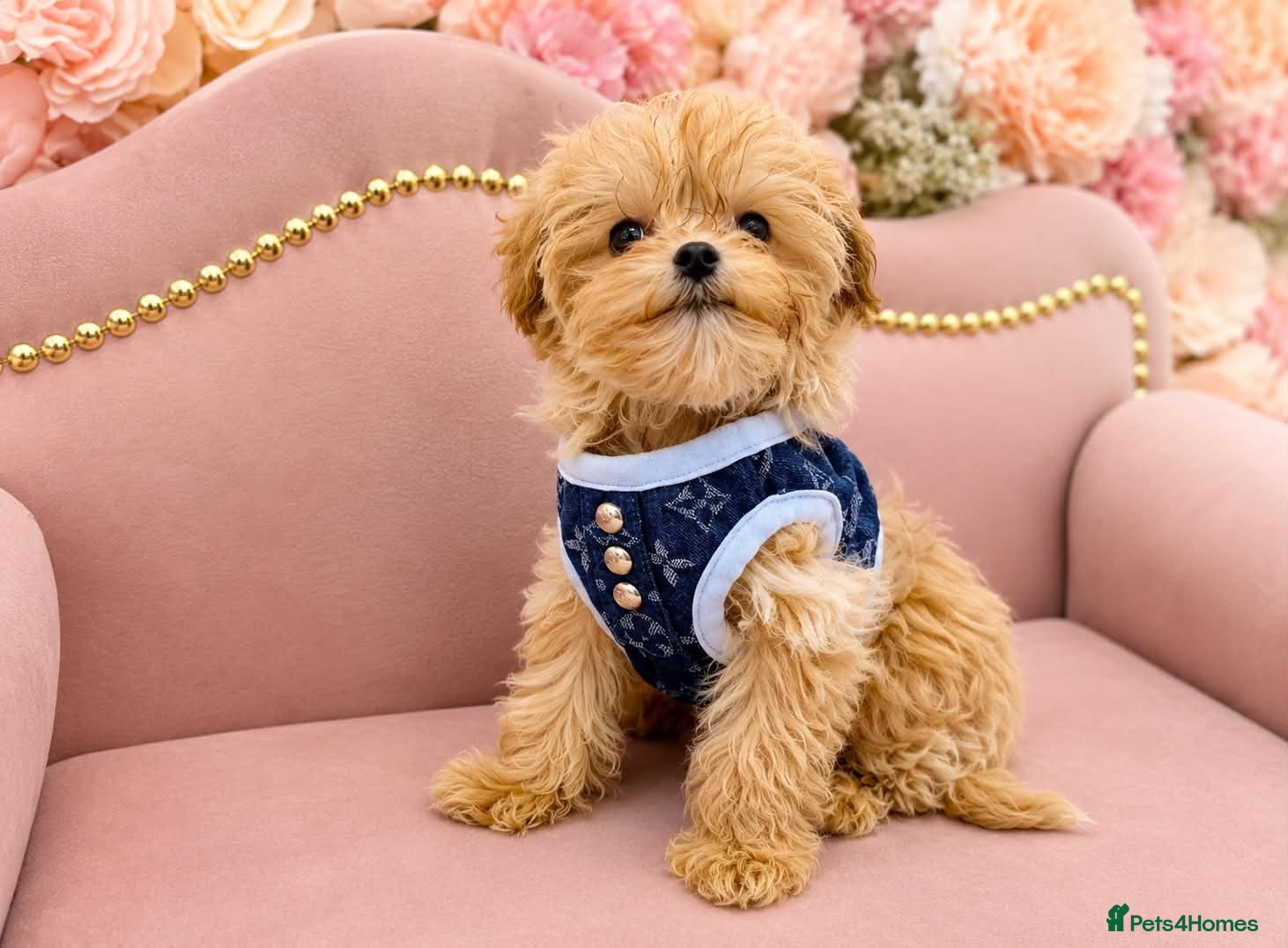 Maltipoo dogs 🥰 UNIQUE LOVE Tiny Asian Maltipoo 🥰 - Advert 3