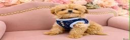 Maltipoo dogs for sale: 🥰 UNIQUE LOVE Tiny Asian Maltipoo 🥰 - Advert 1