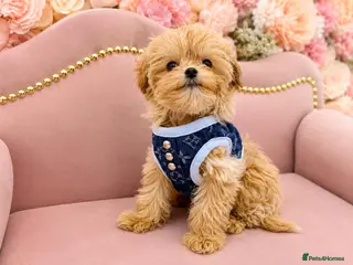 Maltipoo dogs 🥰 UNIQUE LOVE Tiny Asian Maltipoo 🥰 - Advert 3
