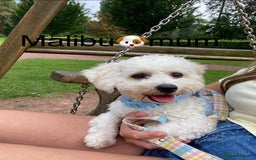 Poochon dogs for sale: F2 poochon  - Image 6