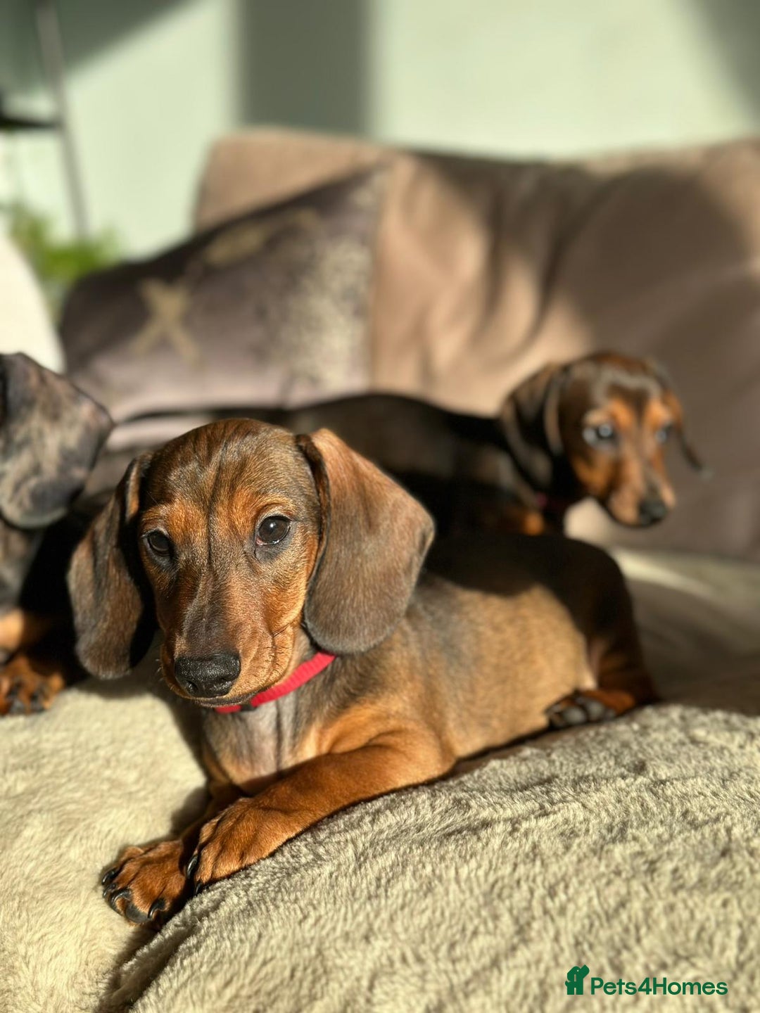 Miniature Dachshund dogs for sale: KC registered PRA CLR miniature dachshund  - Advert 9