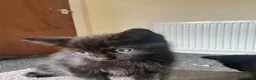 Mixed Breed cats for sale: Ragdoll cross kittens in Glasgow - Advert 7
