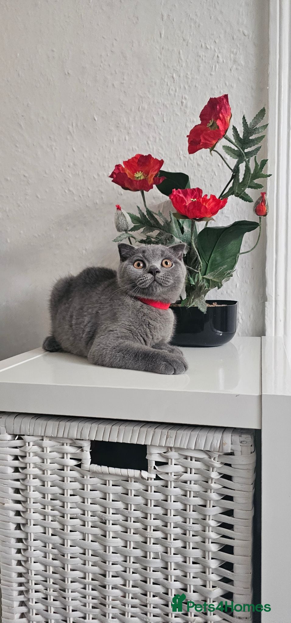 Scottish Fold cats FULLY VACCINATED! Last Scottish Fold Male - Advert 2