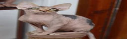Sphynx cats for sale: Beautiful Pedigree Sphynx Kittens  - Advert 18