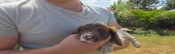English Springer Spaniel dogs for sale: Springer Spaniel Puppies For Salee - Advert 11