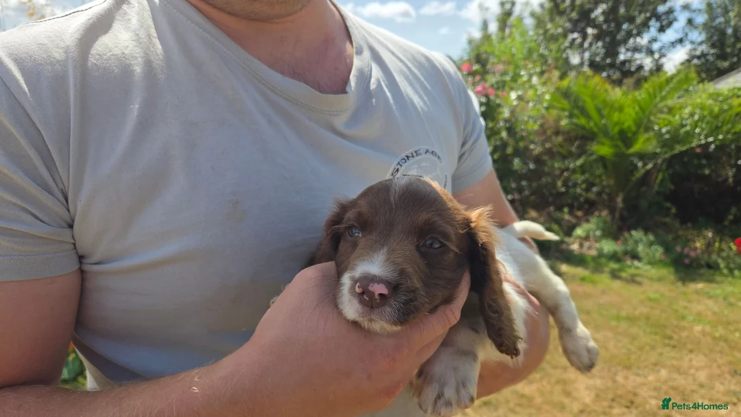 English Springer Spaniel dogs for sale: Springer Spaniel Puppies For Salee - Advert 11