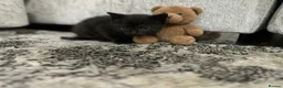 Mixed Breed cats for sale: Kittens 4 weeks old ready to leave at 12 weeks in Wolverhampton - Advert 2