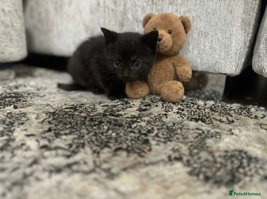 Mixed Breed cats for sale: Kittens 4 weeks old ready to leave at 12 weeks in Wolverhampton - Advert 2