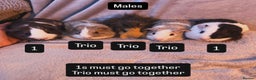 Guinea Pig rodents for sale: Gorgeous Baby Guinea Pigs  - Advert 2