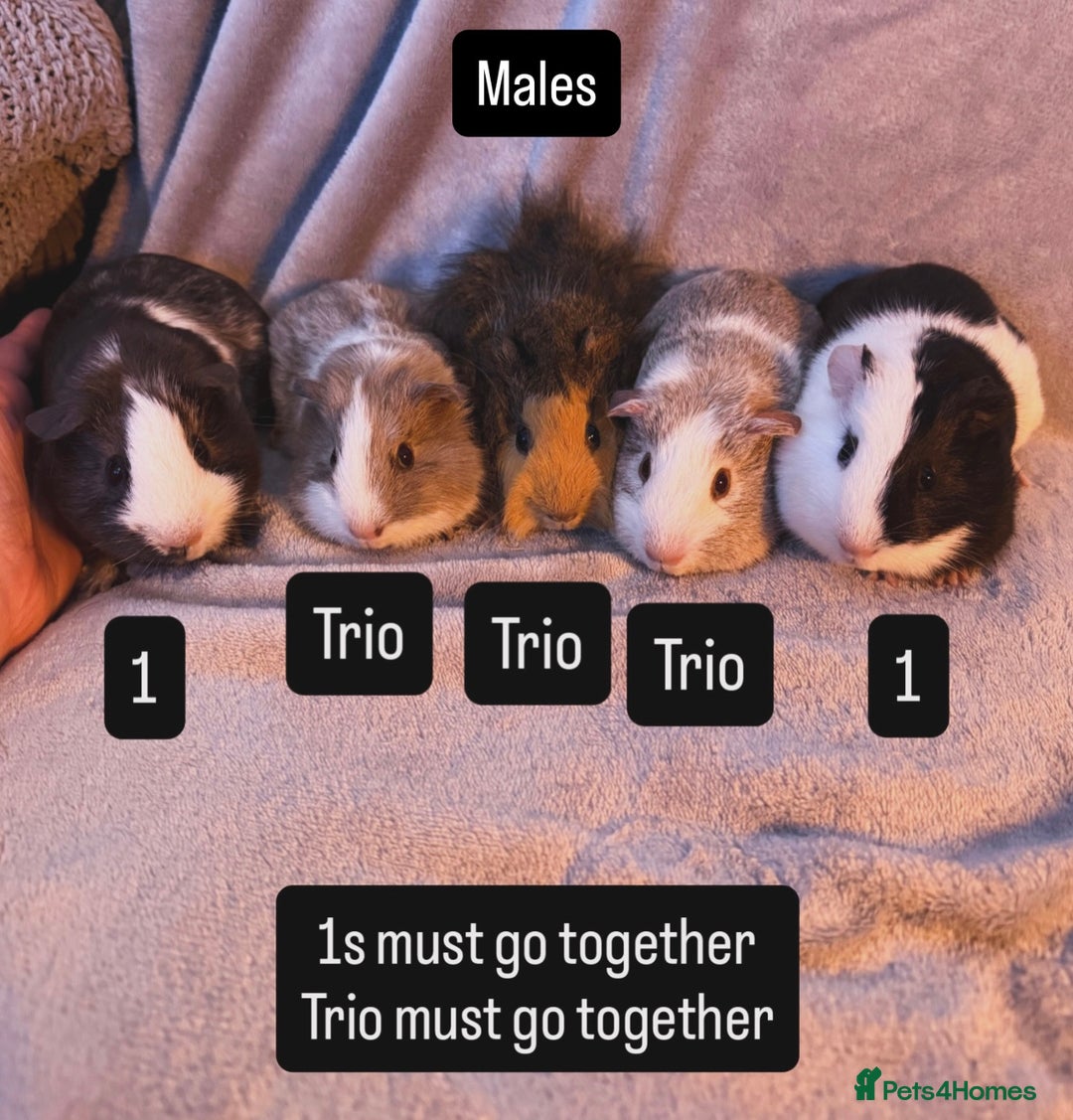 Guinea Pig rodents for sale: Gorgeous Baby Guinea Pigs  - Advert 2