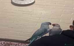 Ringnecks birds for sale: Ringnick proven breeding pairs  - Image 4