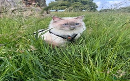 Ragdoll cats for sale: 🐾 5 Beautiful Ragdoll Kittens - Parents GCCF 🐾 - Image 4