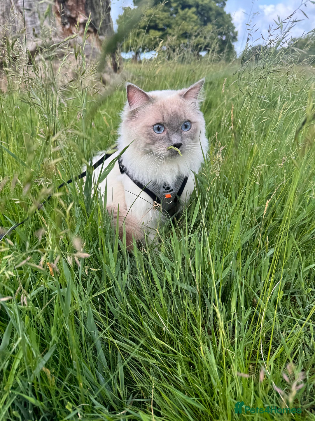 Ragdoll cats for sale: 🐾 5 Beautiful Ragdoll Kittens - Parents GCCF 🐾 - Image 4