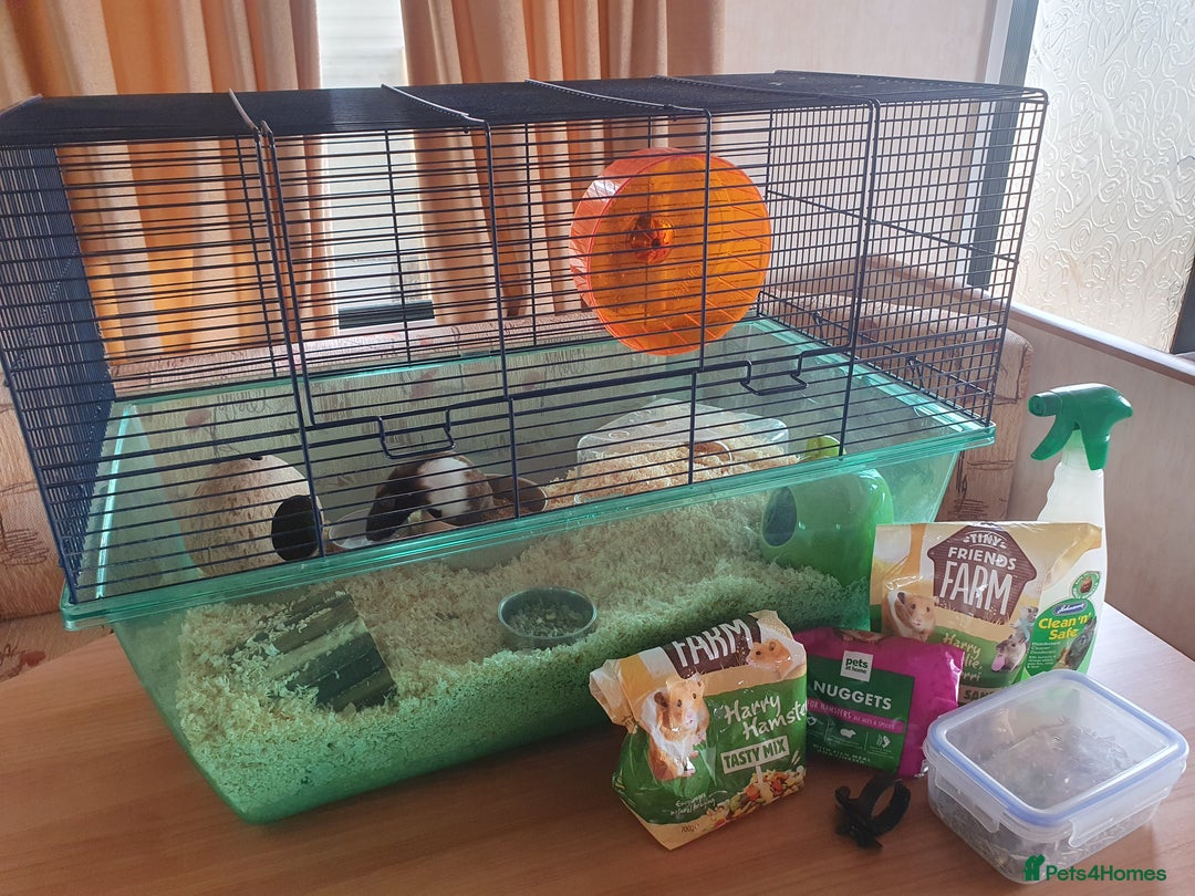 Hamster rodents for sale: 'Oreo' Syrian Hamster + Home/Accessories  - Image 8