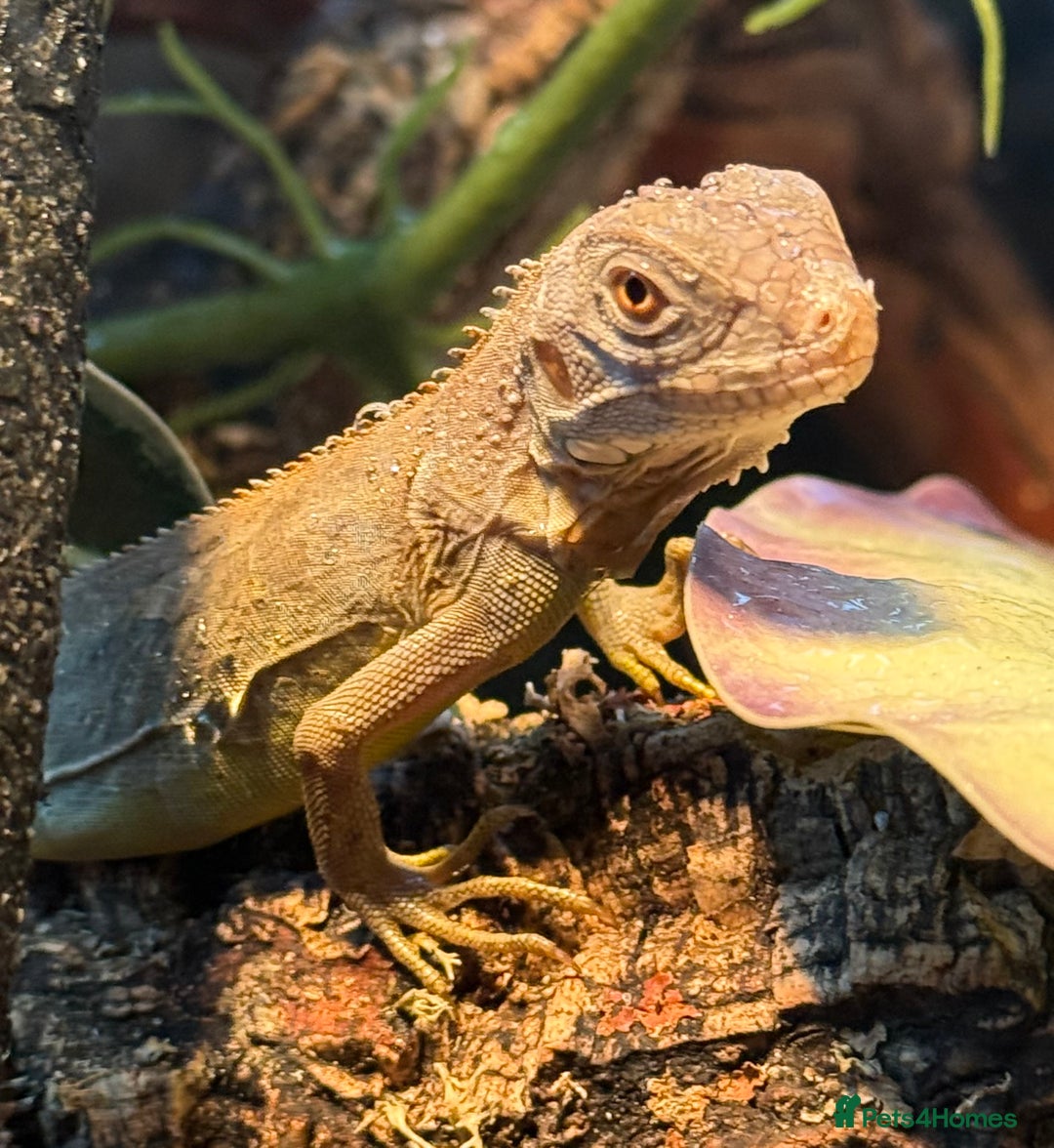 Iguana reptiles for sale: Iguana Snow Zero - Image 6