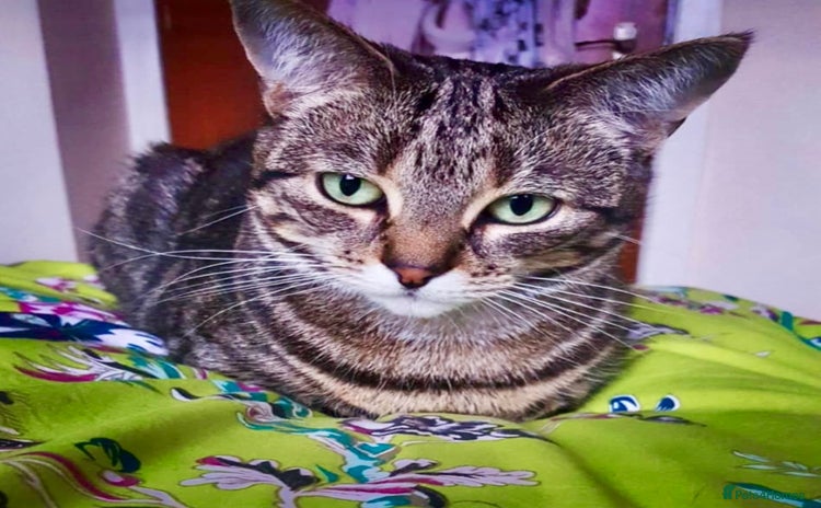 Arabian Mau cats - Advert 1