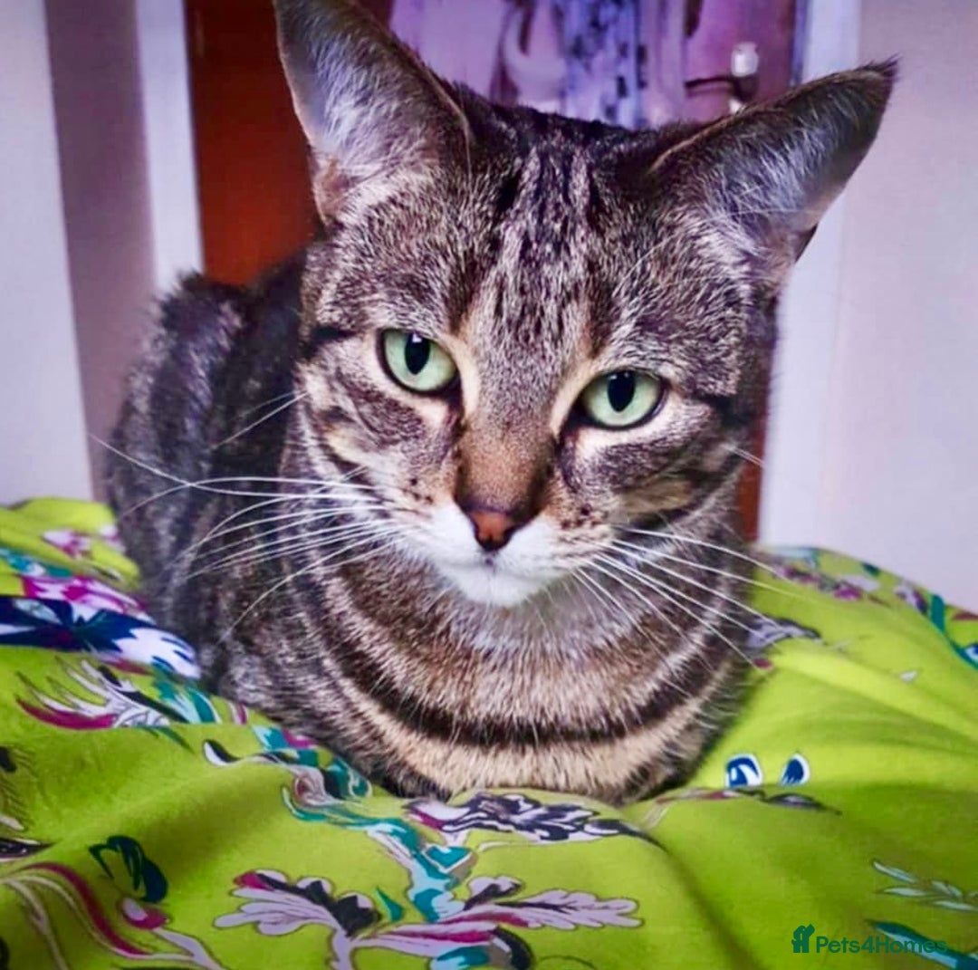 Arabian Mau cats for adoption: Loving Retirement Home in Scotland - Image 1