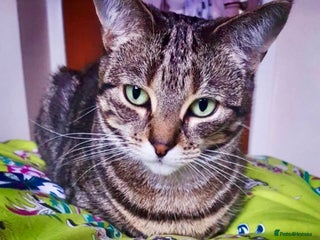 Arabian Mau cats - Advert 5