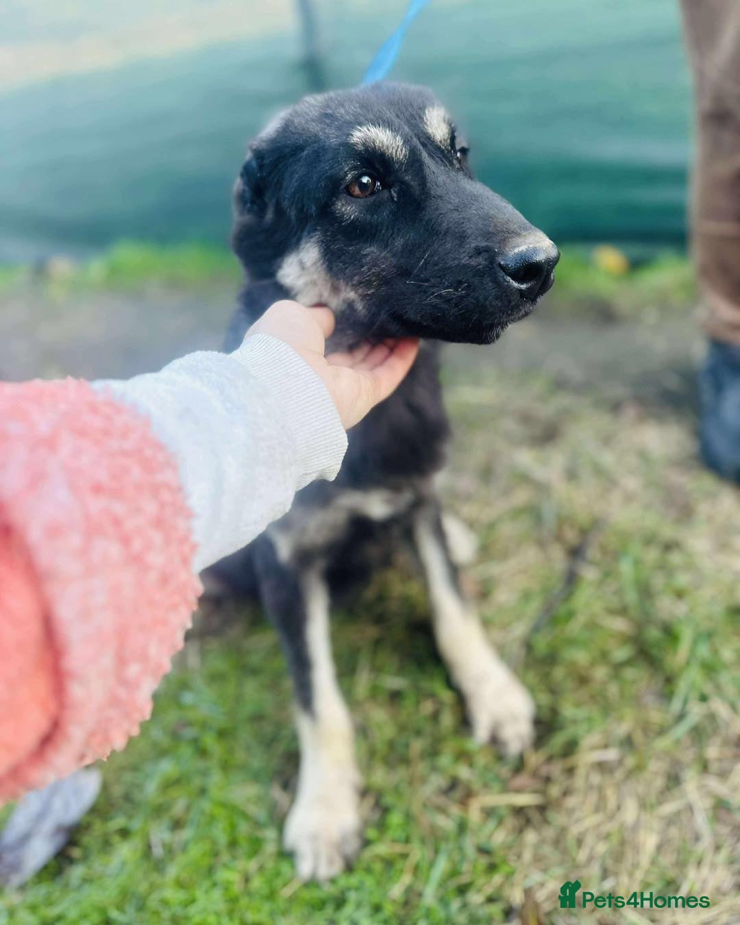 Mixed Breed dogs for adoption: Optimistic Orsin - Advert 2