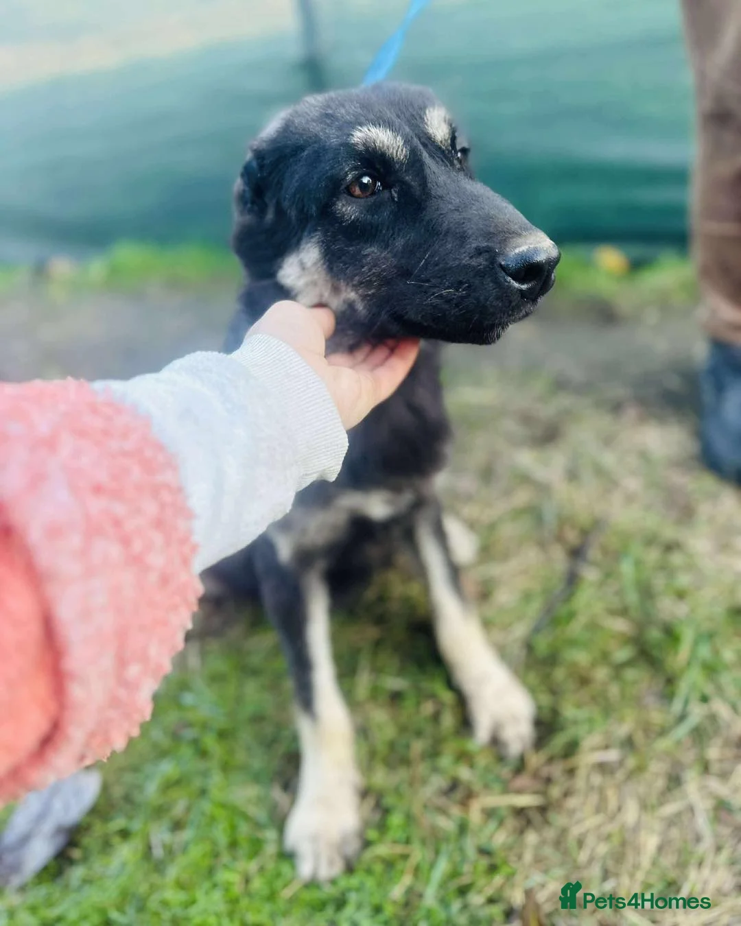 Mixed Breed dogs for adoption: Optimistic Orsin - Advert 2