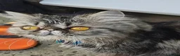 Persian cats for sale: Pure Persian long hair kitten  - Advert 17
