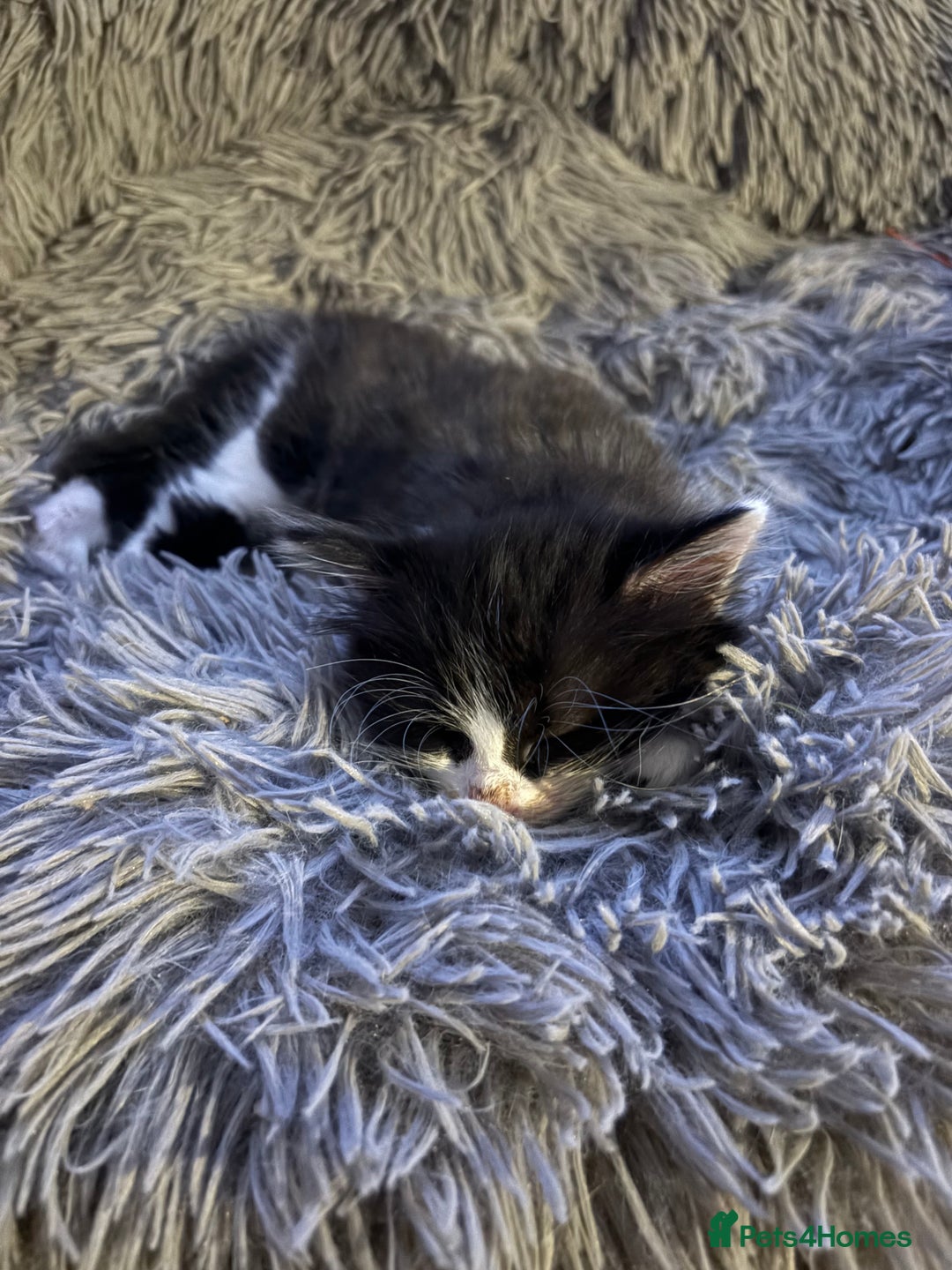 Mixed Breed cats for sale: 2 beautiful babies  - Image 2