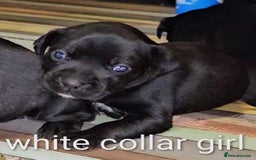 Mixed Breed dogs for sale: French bulldog x German short haired puppies - Image 3