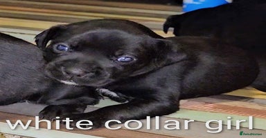 Mixed Breed dogs - Advert 9