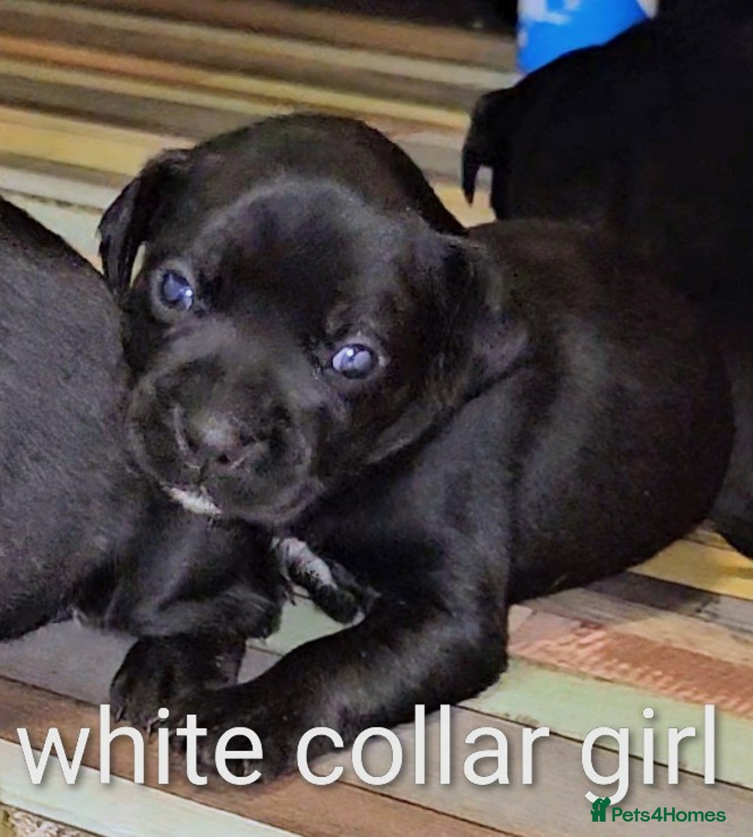 Mixed Breed dogs for sale: French bulldog x German short haired puppies - Image 3