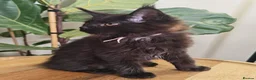 Maine Coon cats for sale: Stunning XL Black & Blue Smoke TICA Maine Coons - Advert 7
